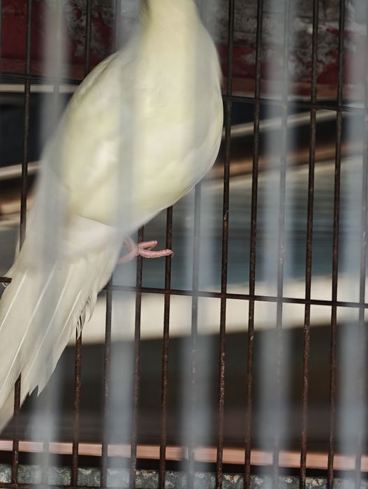 Kakarikis vermelhos e branco