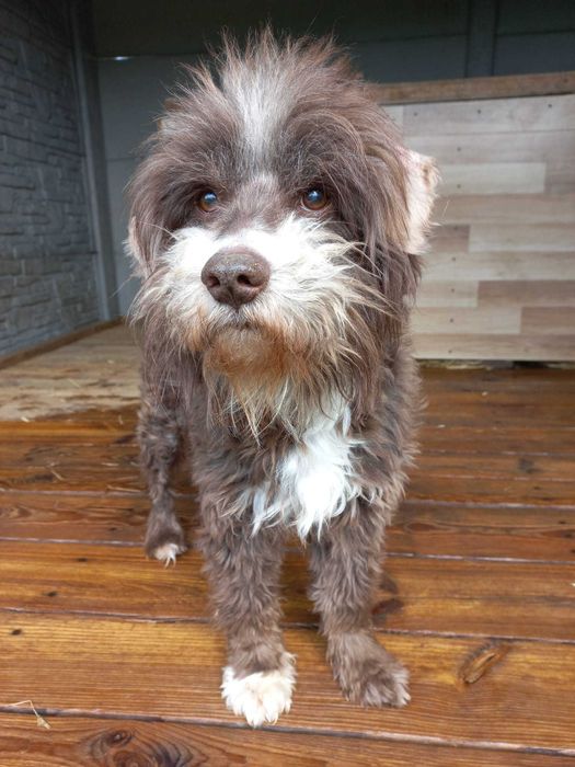 Forest psiak do adopcji!