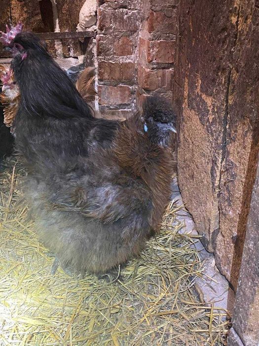 китайська шовкова курочки та півники