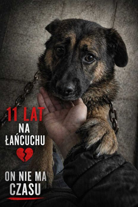 Misiu ma diamentowe serce. Czy ktoś w końcu je zobaczy?