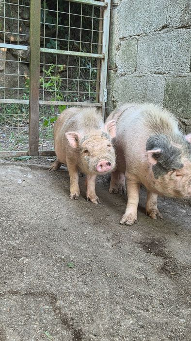 Leitões para venda