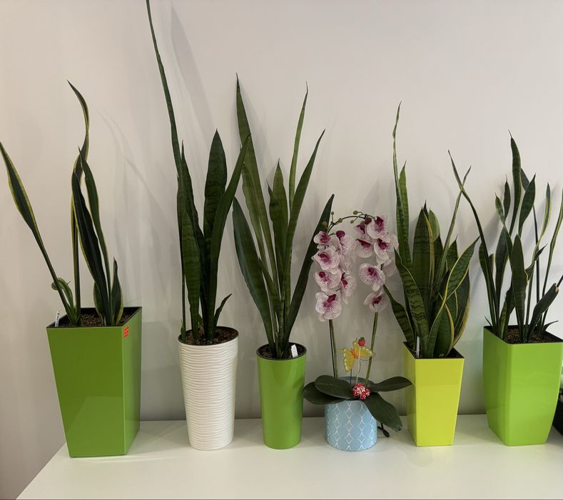 Сансевієрія вазон