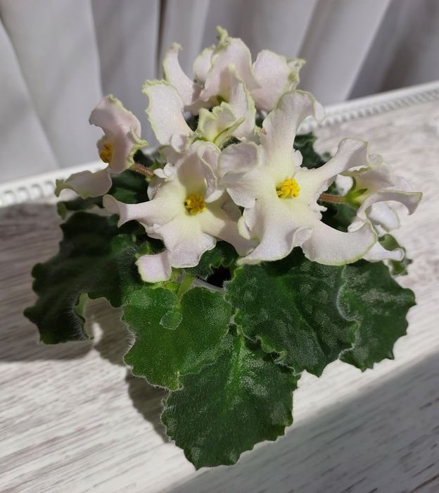 Квітучі фіалки (сенполія)