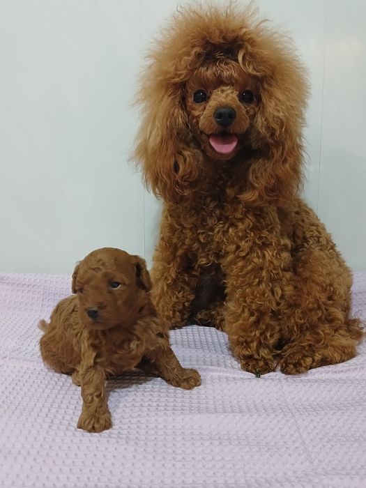 Той пудель на вязку