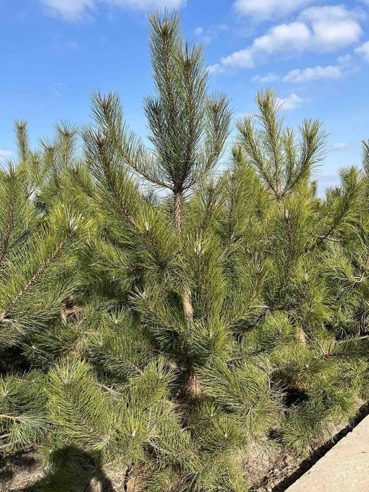 Кримська сосна від 1 до 4м, доставка по всій Україні