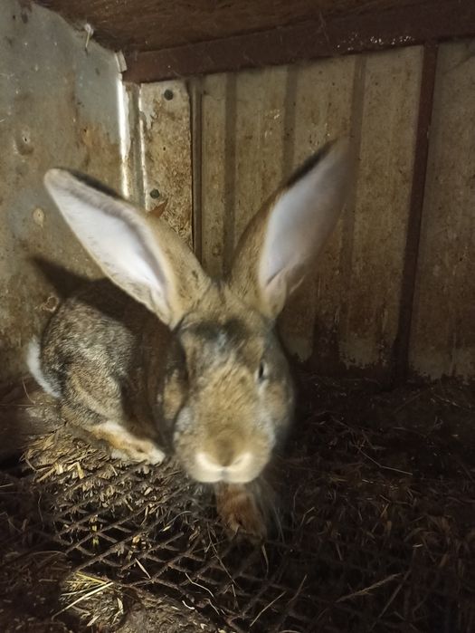 Продаю кролі різних порід