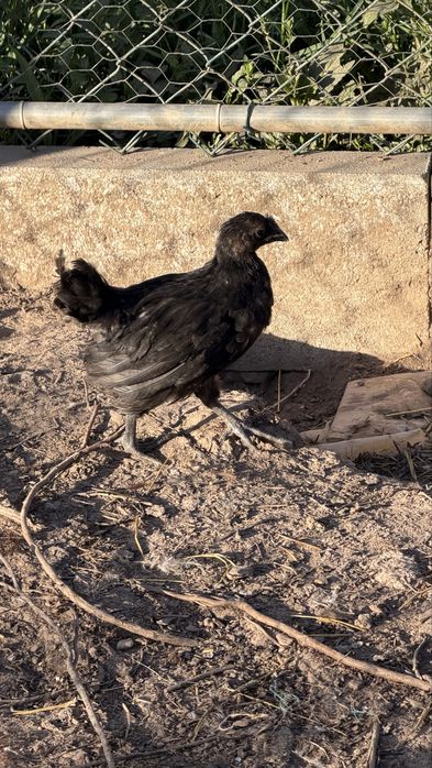 Ayam  Cemani Malines, Leghorn, Jersey, Cornish, La Bresse e Pedrês | Ovos, pintos e aves