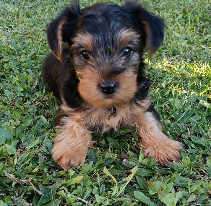 Yorkshire Terrier macho