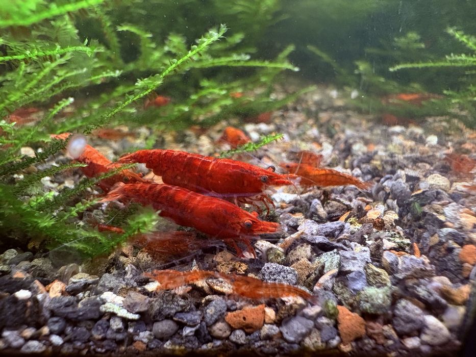Krewetki red cherry