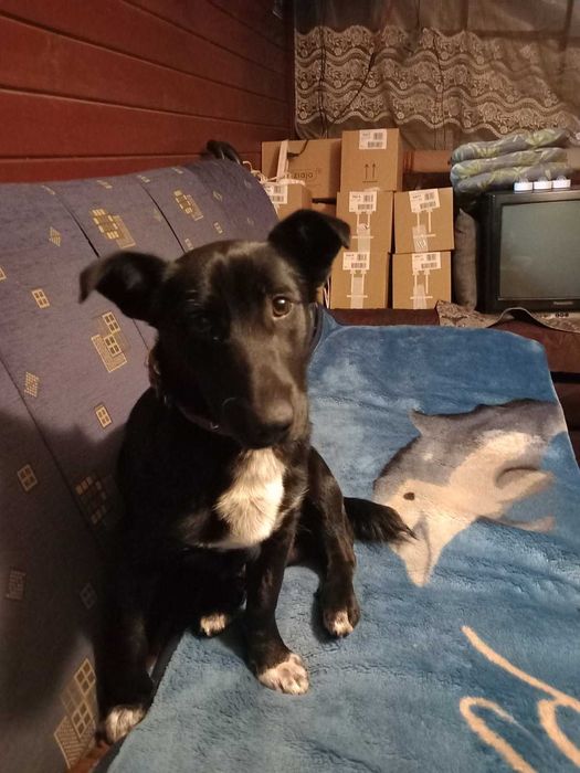 Oddam pieska w dobre ręce  warszawa