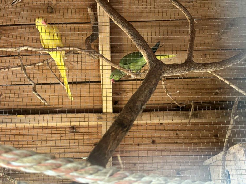 Papugi Aleksandretty obrożne