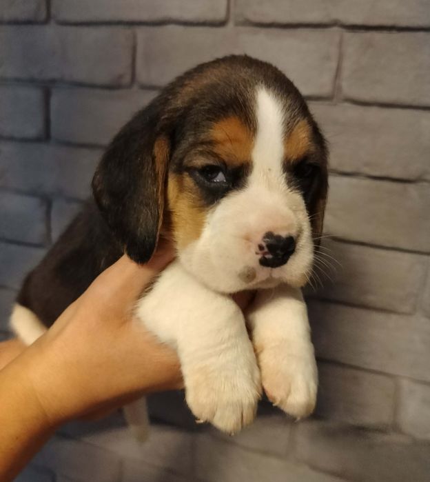 Beagle szczeniak