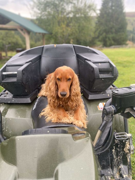 Вязка кобель Английский кокер-спаниель.
