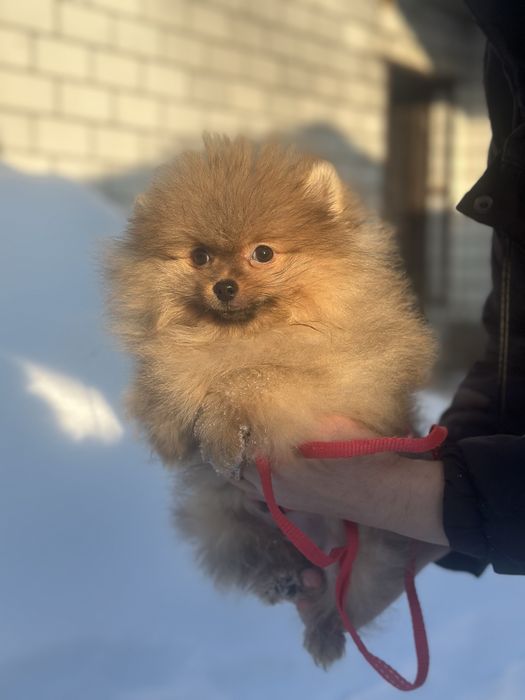 Оранж хлопчик шпіц