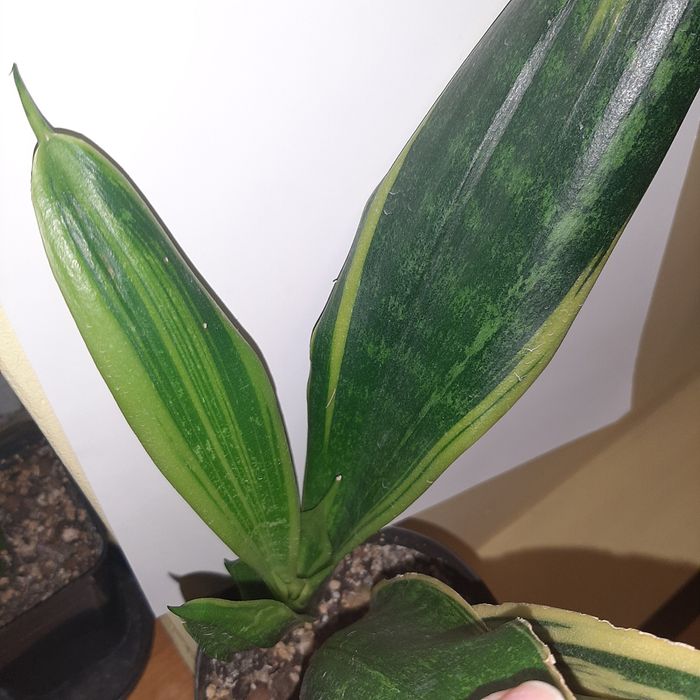 S. Golden Flame, golden flame