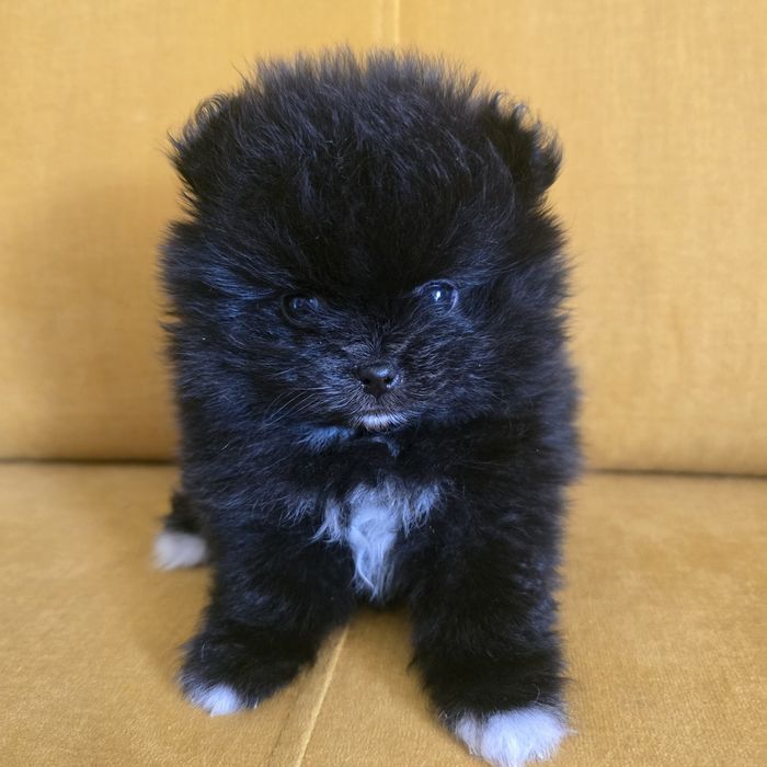 Szpic miniaturowy pomeranian suczka 2 już do odbioru