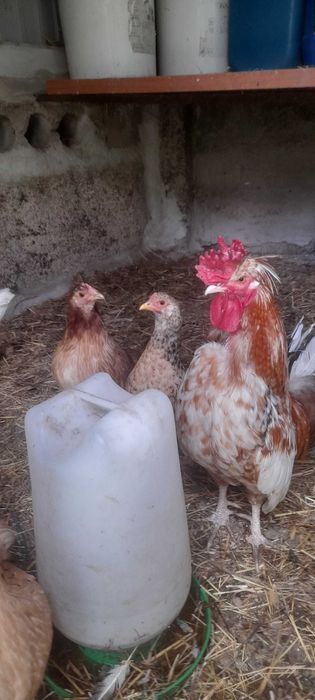 Aves adultas machos baratos