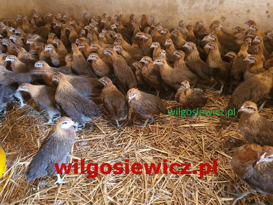Zielononóżka Kurka Nioska zapisy