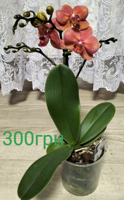 Продаж орхідей та зеленого