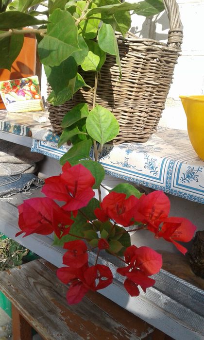 Продаю бугенвиллии