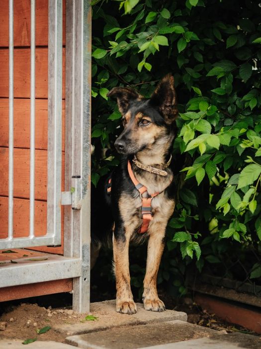 Mała Myszka do adopcji