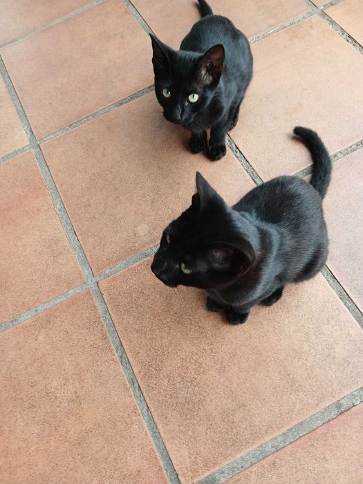 Gatinhos pretos com cerca de  4 meses