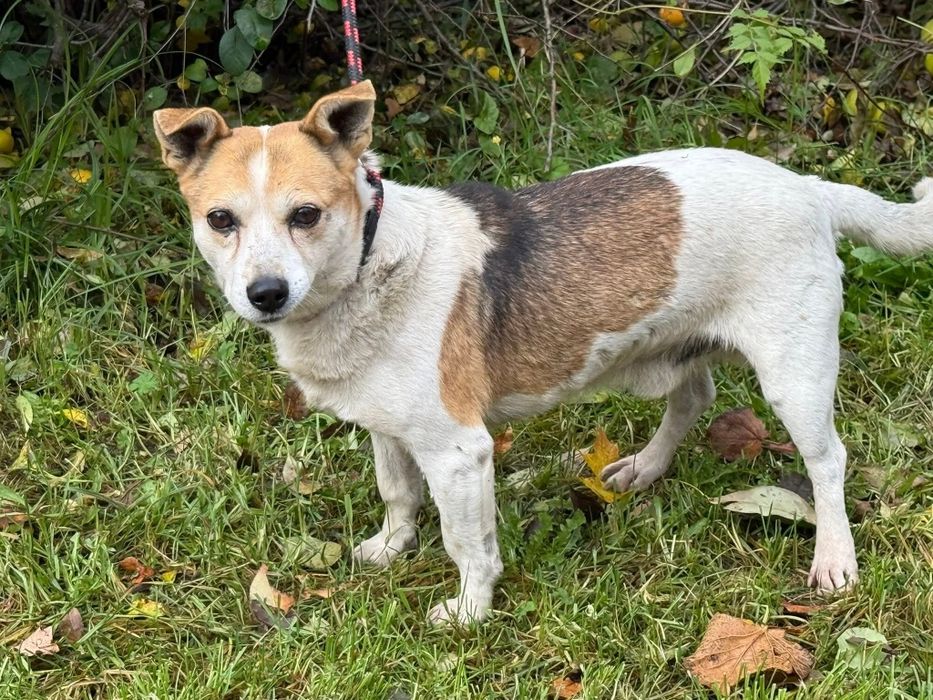 Gwiazdor - łaciaty mały piesek do adopcji!