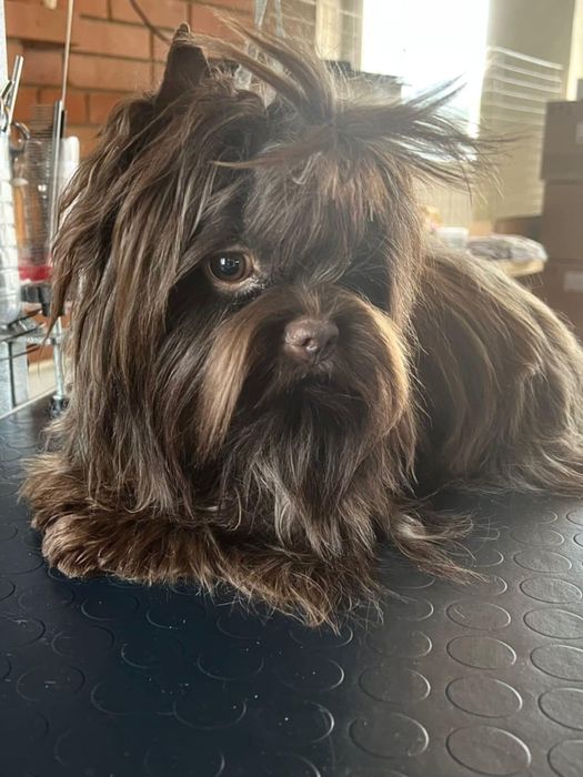 York, yorkshire terrier choco-tan Batman