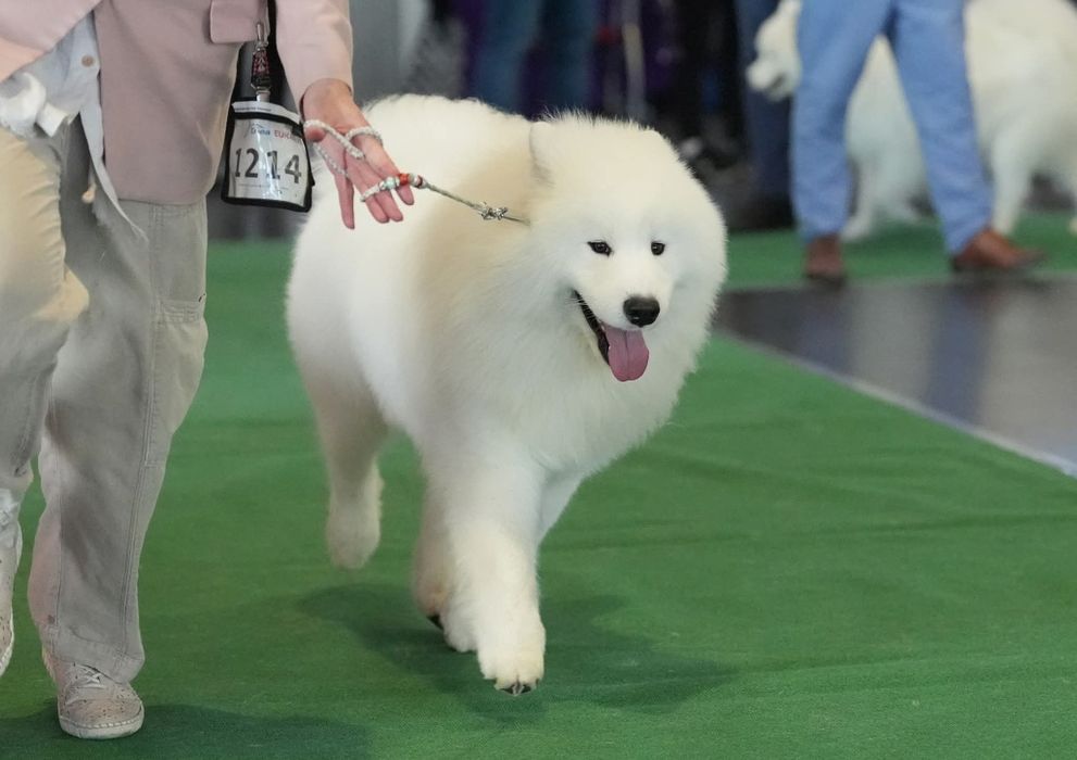 Samoyed szczenię *suczka*  ZKWP FCI