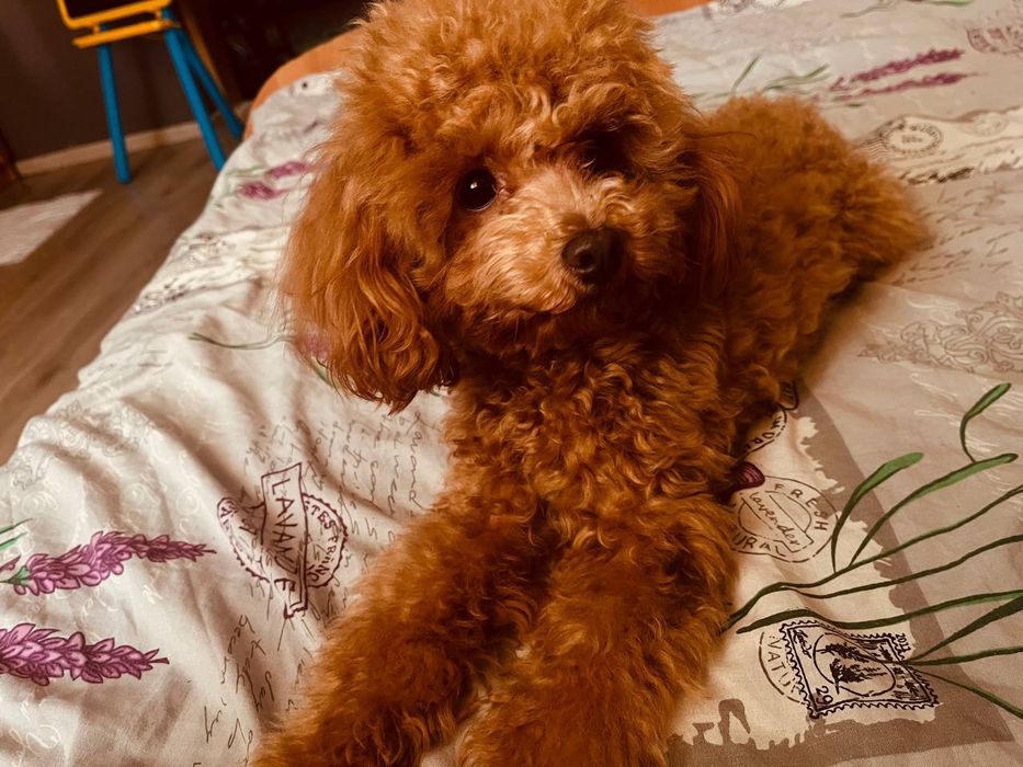 В'язка той пудель