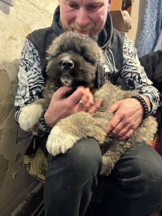 Цуценята хлопчики Кавказької Вівчарки
