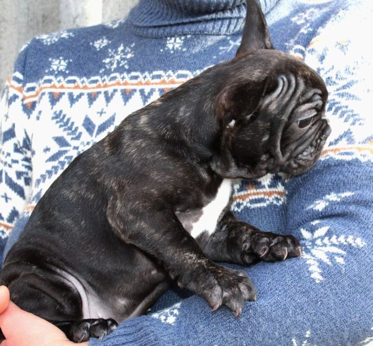 Французики генні карапузики