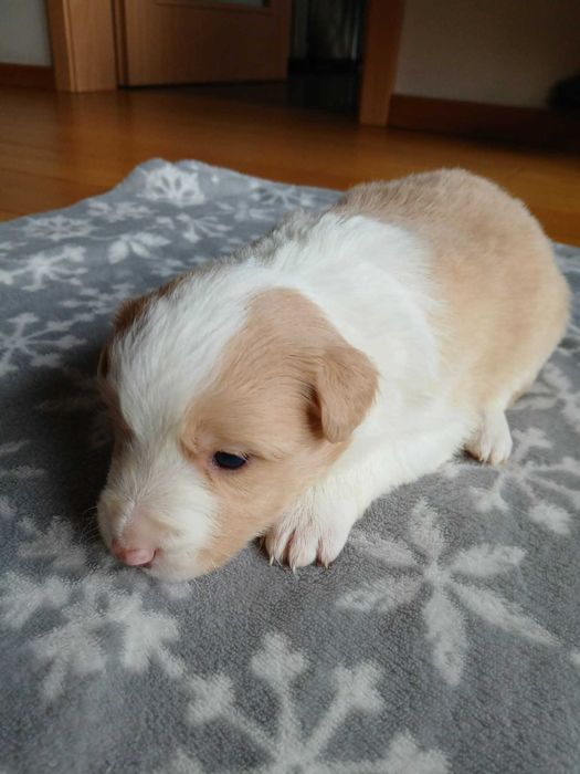 SUCZKA Border Collie FCI właściciel lekarz weterynarii