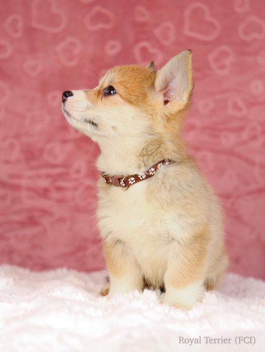 suczka Welsh Corgi Pembroke ZKWP/FCI po championie