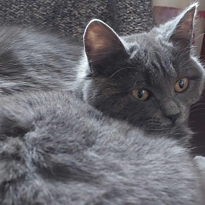 Манюня котодитина шукає найкращу маму