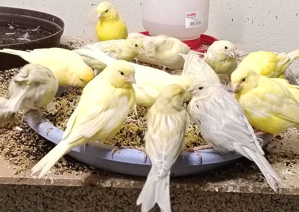 Para venda varias racas de canarios com qualidade e com saude