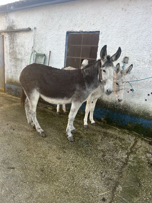 Burras mansas e ptenhas
