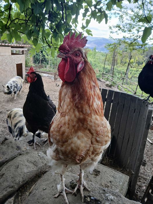 Galo bonito (8 meses) - saudável e ativo!