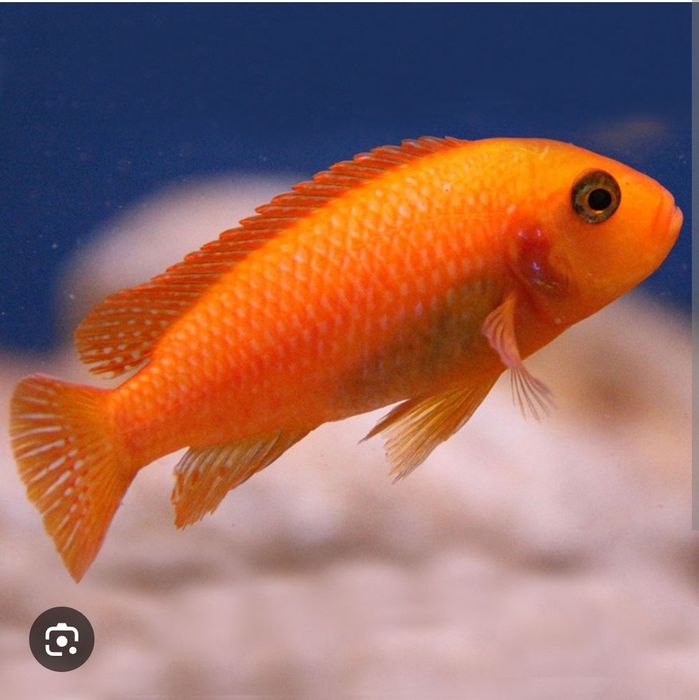 Аквариумные рыбки "Лабидохромис еллоу "