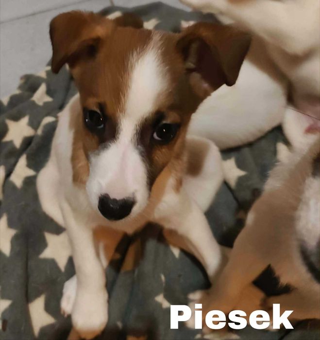 Szczeniaki w typie Jack Russell terrier