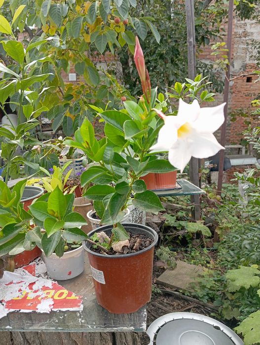 Мандевіла гранат інжир лимон