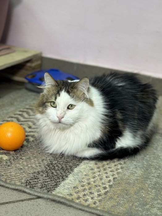 Трехцветный пушистый кот в надёжные руки