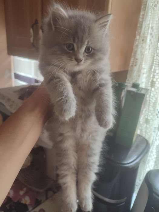 Віддам котиків малих