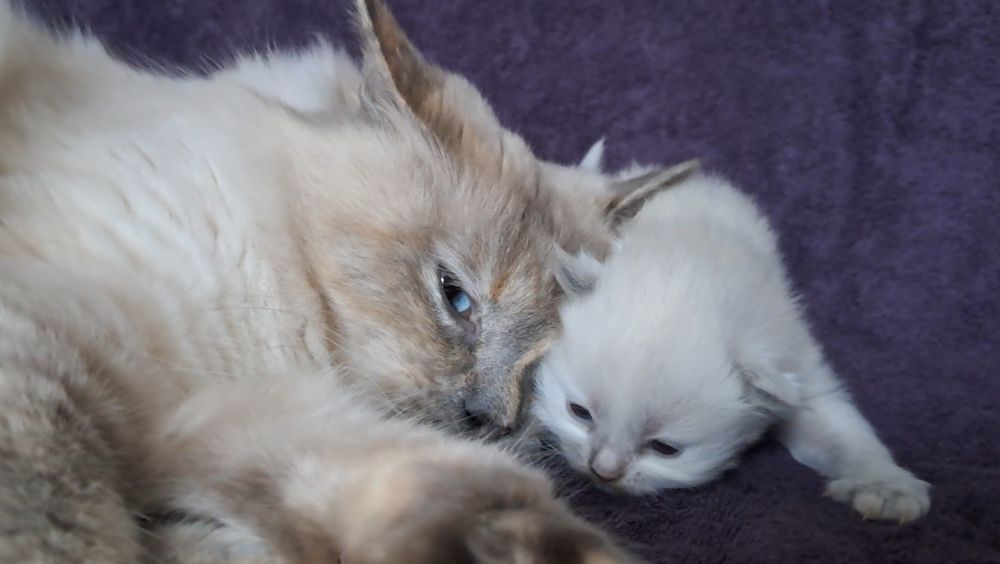 Кошеня невська маскарадна . Попереднє бронювання