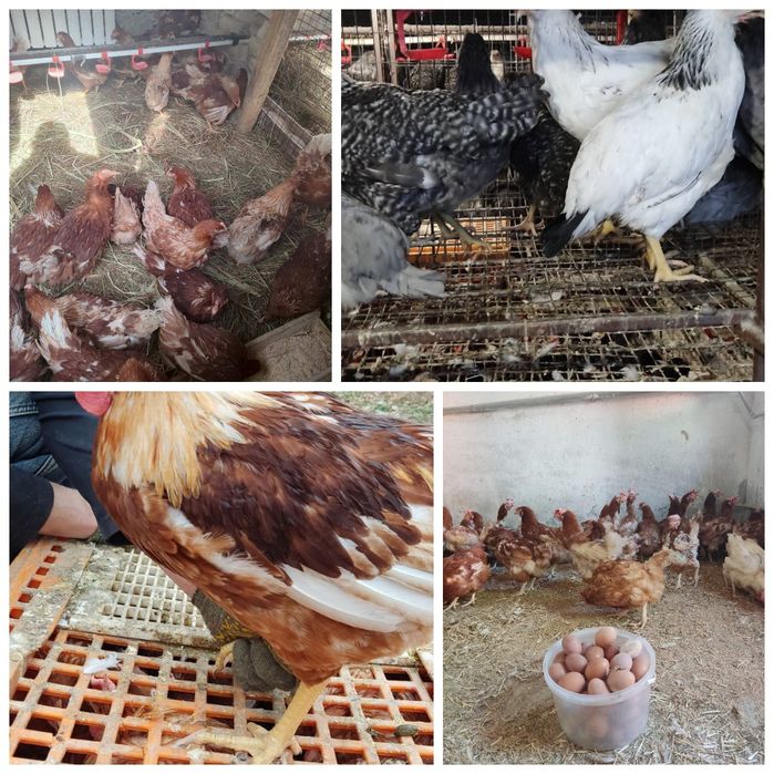 Кури несушки, куры