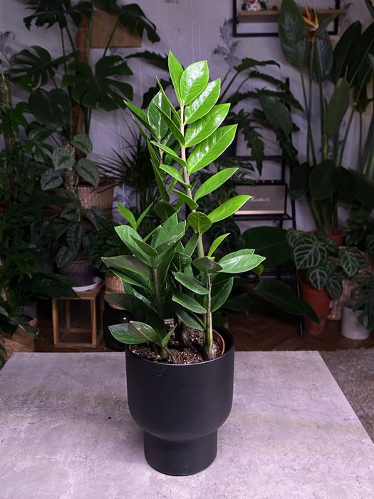 Кімнатні рослини. Варієгатні, ампельні. Монстера, Філодендрон, калатея