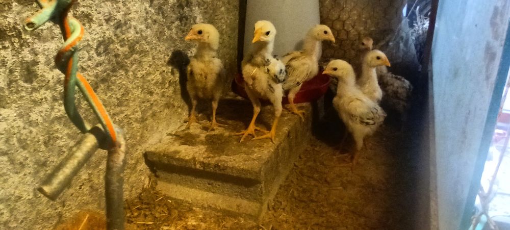 Galinhas Índio Gigante