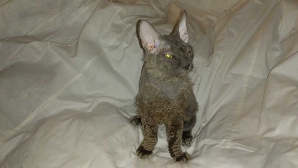 Кошенята (1 кіт, 2 кішки) від донського сфінкса / Кот, 2 кошки, сфинкс