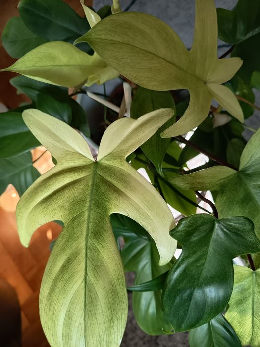 Philodendron Florida Ghost/ Ph. Golden Dragon