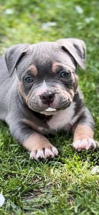American bully pocket, чудові діти крутих батьків. Бронь !